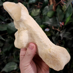 Giraffe Ankle Bones