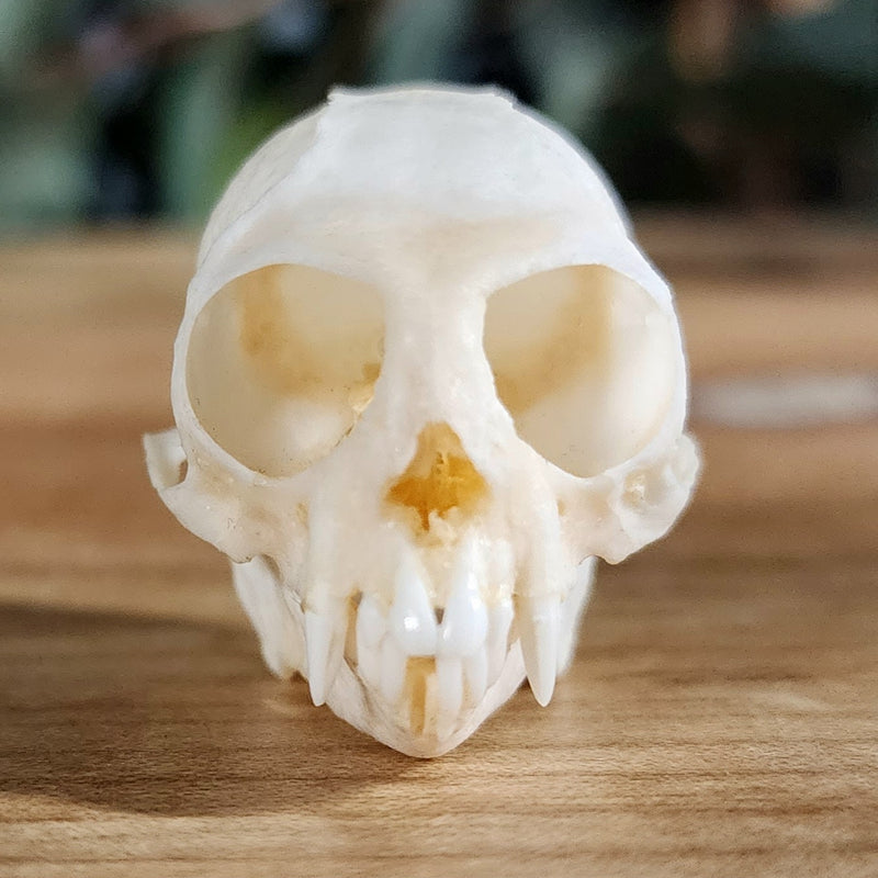 Marmoset Monkey Skull A