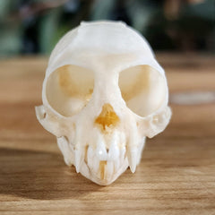 Marmoset Monkey Skull A