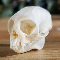 Marmoset Monkey Skull A
