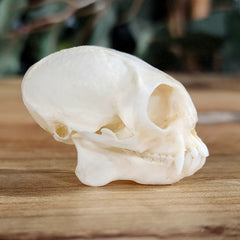 Marmoset Monkey Skull A