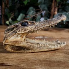 Alligator Head Taxidermy, 5.5