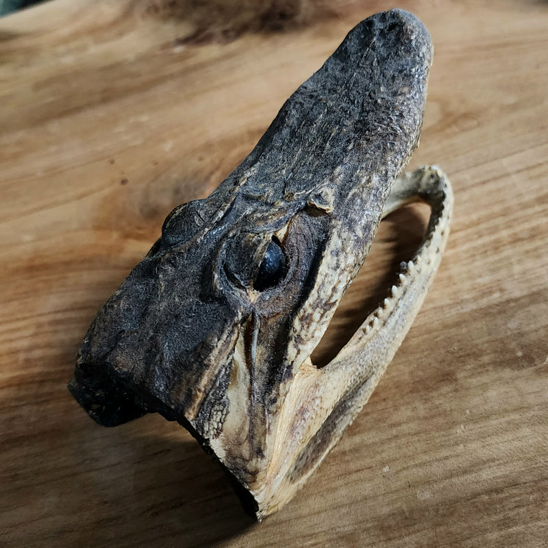 Alligator Head Taxidermy, 5.5"