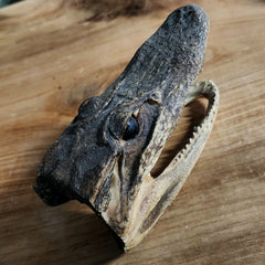 Alligator Head Taxidermy, 5.5