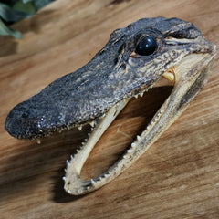 Alligator Head Taxidermy, 5.5