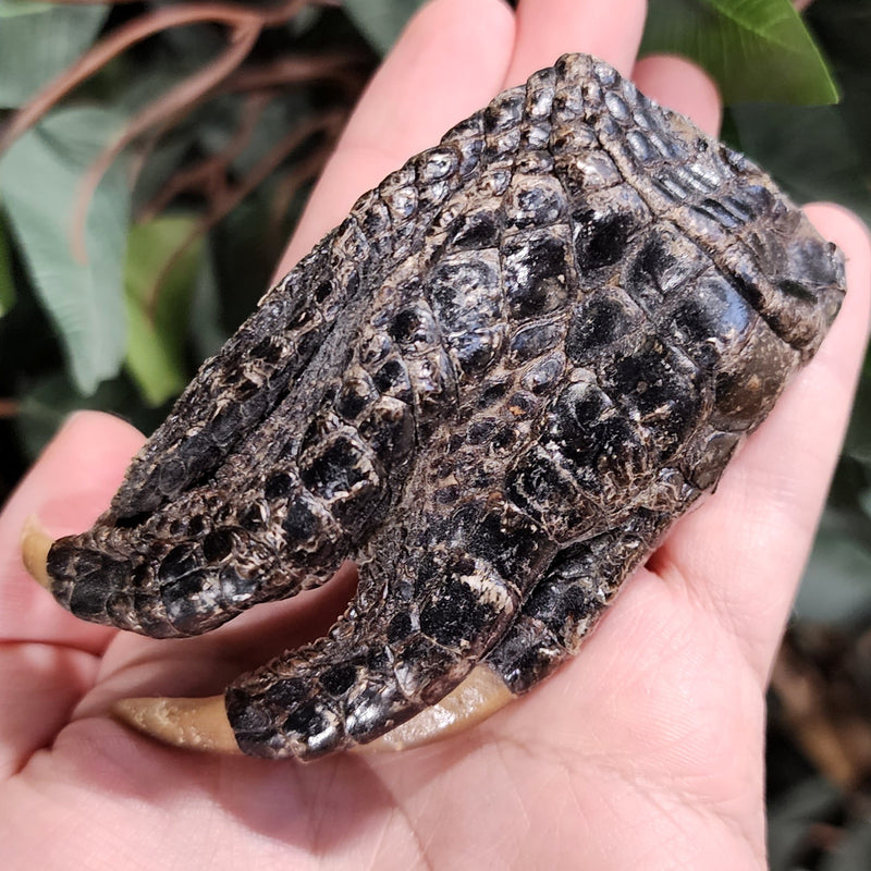 Alligator Paw