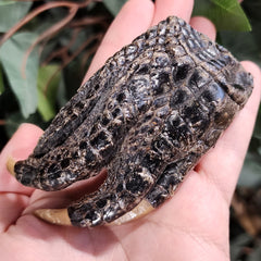 Alligator Paw