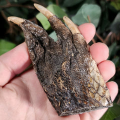 Alligator Paw