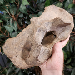 Woolly Rhino Atlas Vertebrae