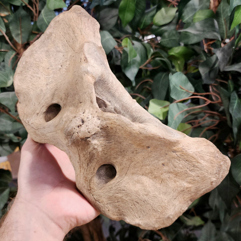 Woolly Rhino Atlas Vertebrae