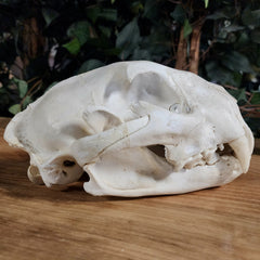 Cougar Skull B