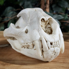 Cougar Skull B