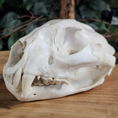 Cougar Skull B