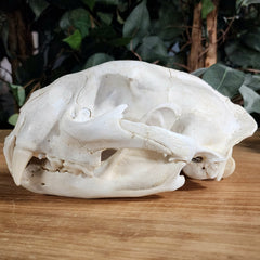 Cougar Skull B