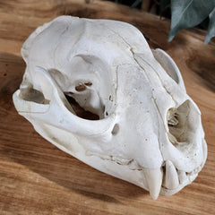 Cougar Skull B