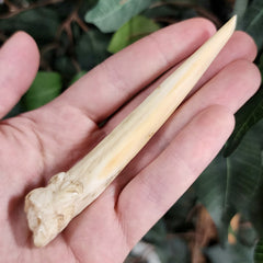 Narwhal Tusk, Unerupted (Ontario Only)