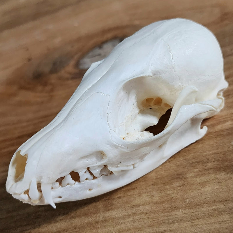 African Cape Fox Skull