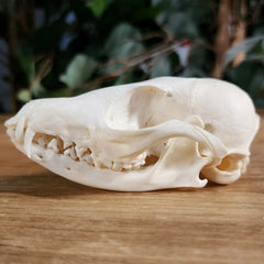 African Cape Fox Skull