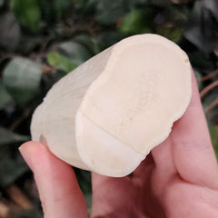 Walrus Tusk Segment A, 3.5
