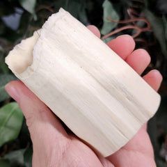 Walrus Tusk Segment A, 3.5