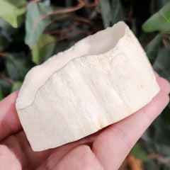Walrus Tusk Segment C, 3