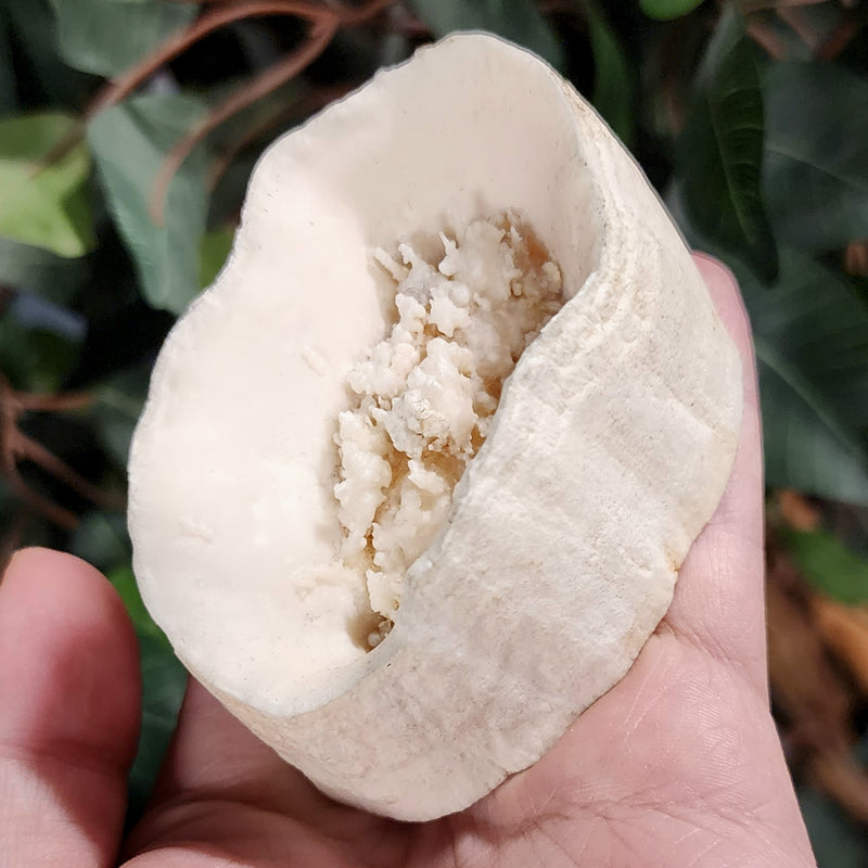 Walrus Tusk Segment C, 3" (Ontario)