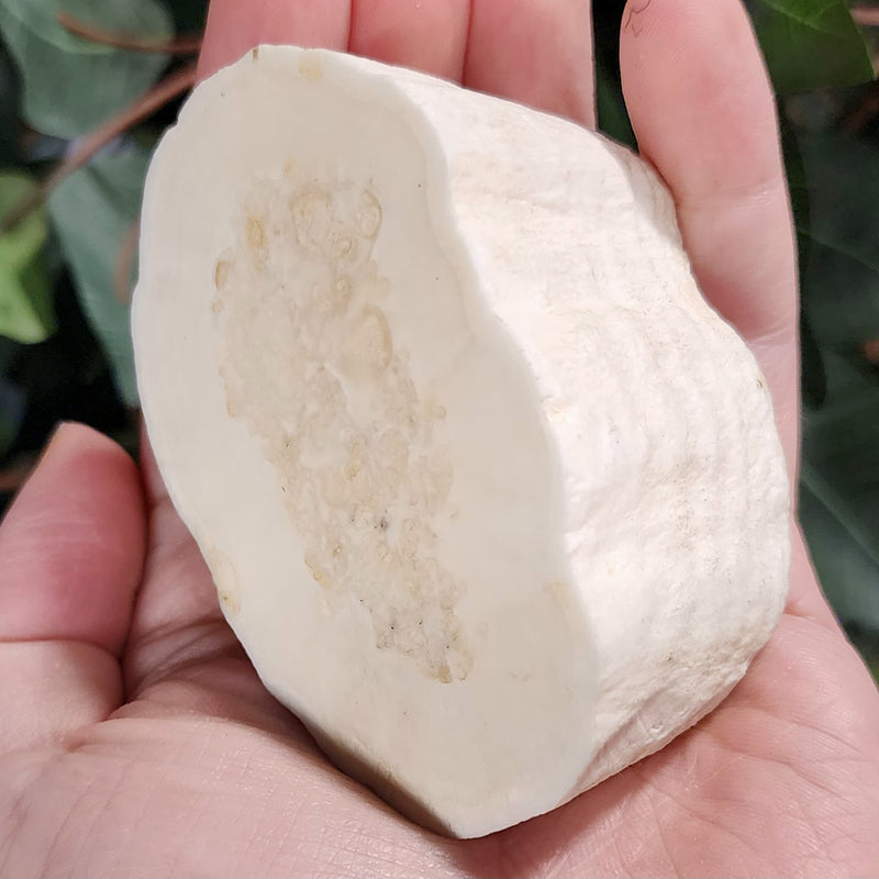 Walrus Tusk Segment C, 3" (Ontario)