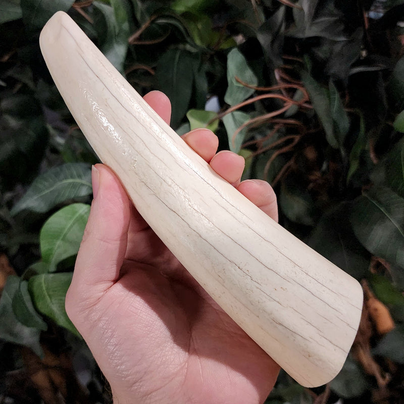 Walrus Tusk Tip A, 7.5" (Ontario)