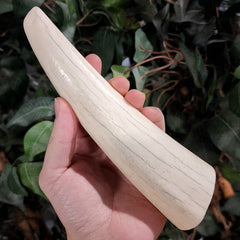 Walrus Tusk Tip A, 7.5