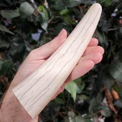 Walrus Tusk Tip A, 7.5