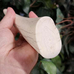 Walrus Tusk Tip A, 7.5