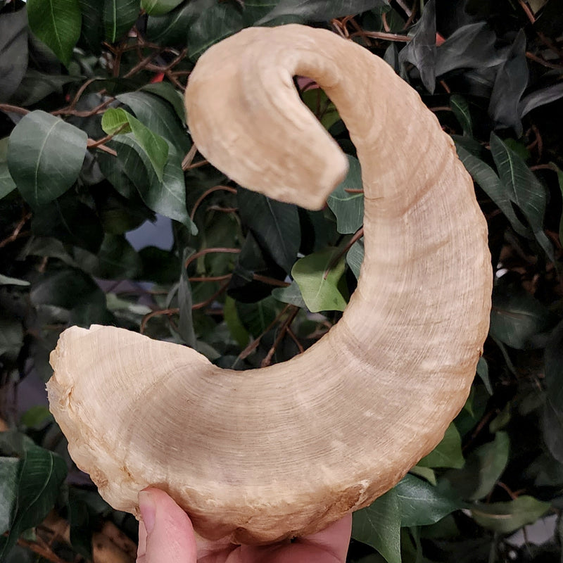 Merino Ram Horn B (9")