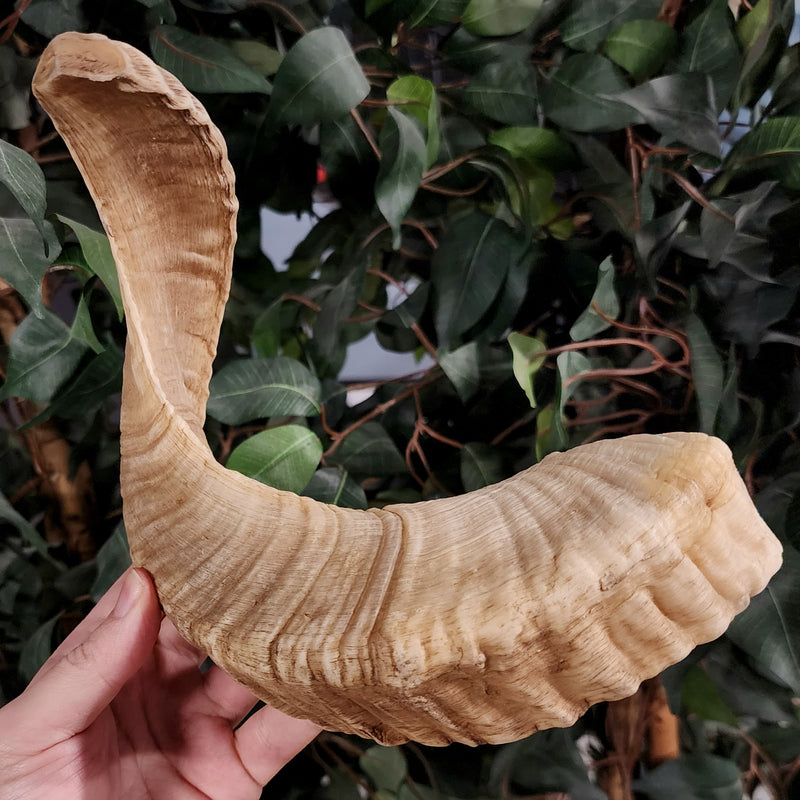 Merino Ram Horn A (9.5")