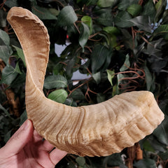 Merino Ram Horn A (9.5