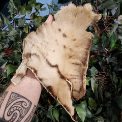 Bengal Tiger Fur Segment (Antique)