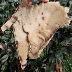 Bengal Tiger Fur Segment (Antique)