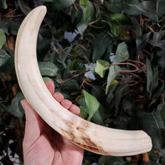 Warthog Tusk A, XXL (10