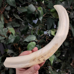 Warthog Tusk A, XXL (10