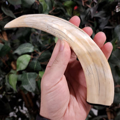 Warthog Tusk C, (7