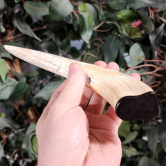 Warthog Tusk C, (7