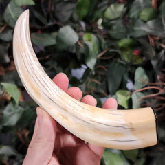 Warthog Tusk C, (7