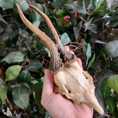 Roe Deer Skullcap, Deformed Antlers