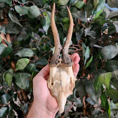 Roe Deer Skullcap, Deformed Antlers