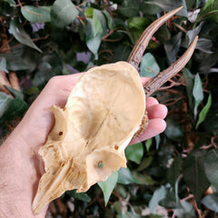 Roe Deer Skullcap, Deformed Antlers