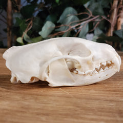 Fisher Skull (Male)