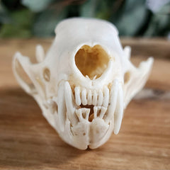 Fisher Skull (Male)