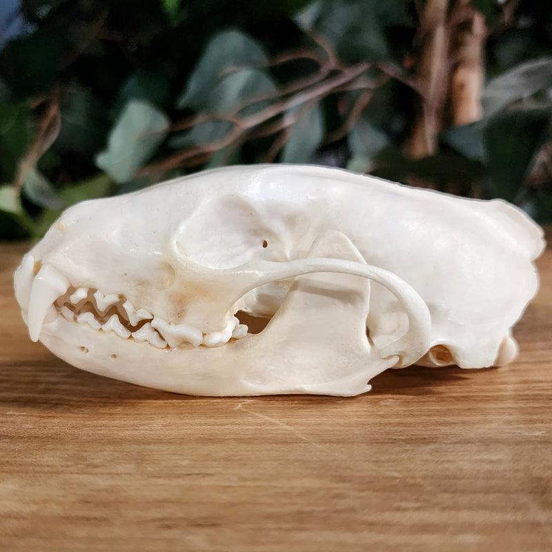 Fisher Skull (Male)