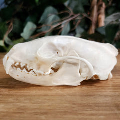 Fisher Skull (Male)