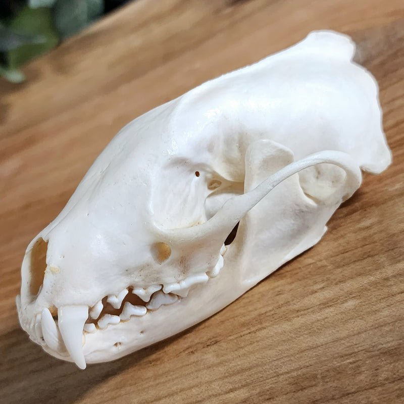 Fisher Skull (Male)