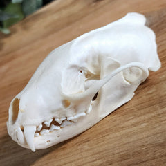 Fisher Skull (Male)